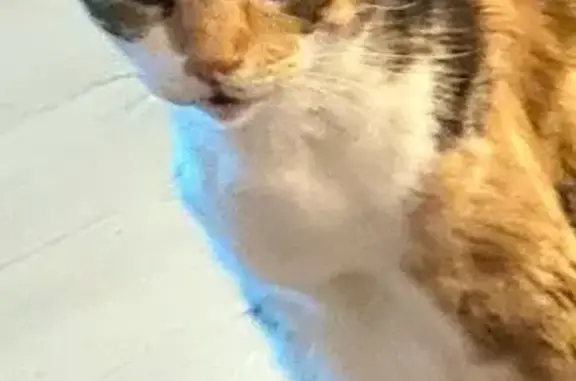 Se busca: Gata tricolor perdida en Rícmar
