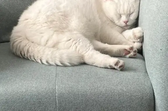 Animaux perdus Montreuil, photo: Chat blanc perdu, 4 ans, Rue Baudin