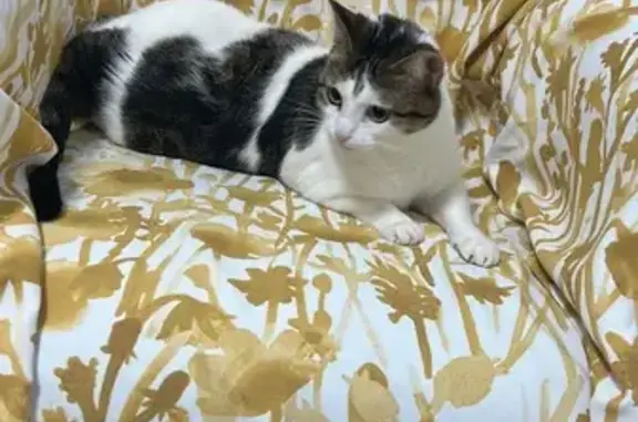 Gatos perdidos, , foto: ¡Ayuda! Gata Lulu Perdida en Miravalle