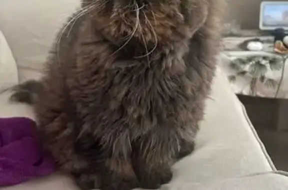 ¡Ayuda! Gato gris perdido en Murcia