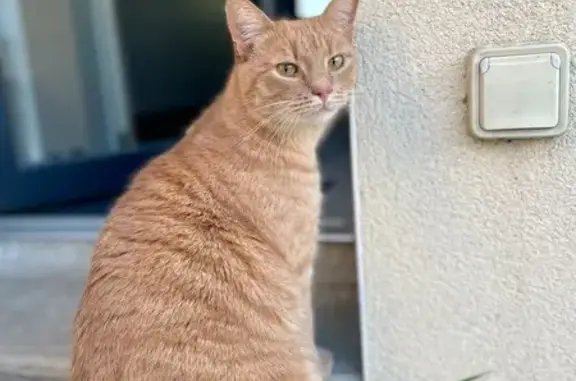 Animaux perdus Sainte-Anne-sur-Brivet, photo: Chat roux perdu à Sainte-Anne-sur-Brivet