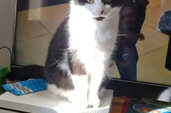 Chat noir et blanc perdu à Messeix - photo