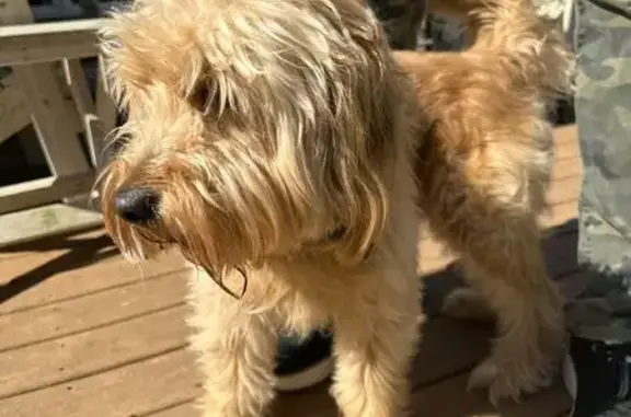 Found Dog: Light Green Collar in Peoria