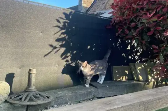 Chat gris trouvé à Plédran, sociable - photo