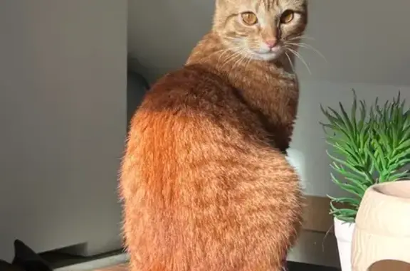 Animaux perdus Reims, photo: Chatte rousse craintive perdue à Reims