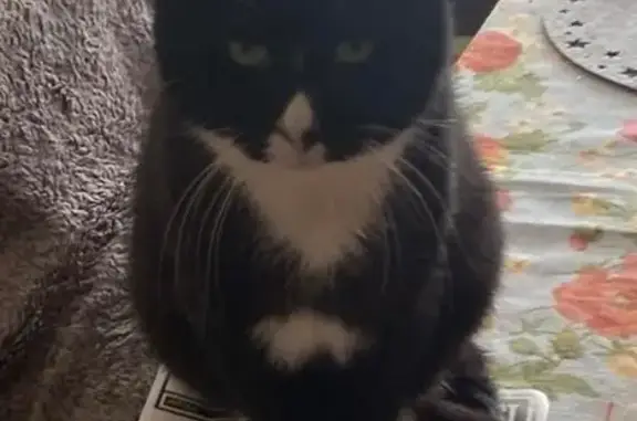 Lost Tuxedo Cat: Unique Nose, Northfleet