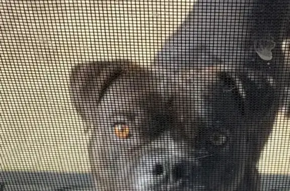 Found Brindle Dog: Snellville, Summer Pl.