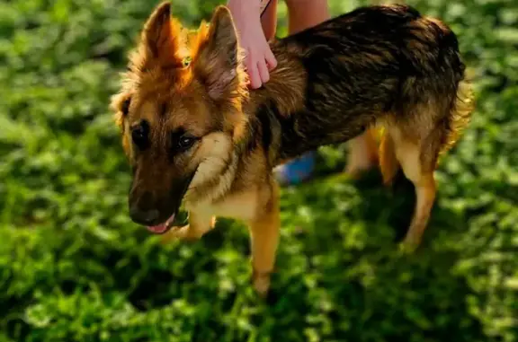 Lost Skittish German Shepherd in Need