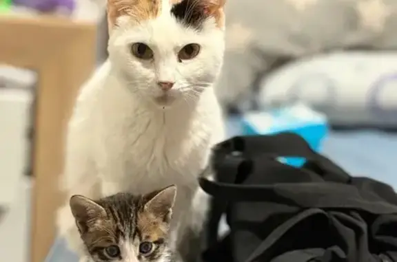 ¡Gato Gris y Blanco Perdido en Lorca!