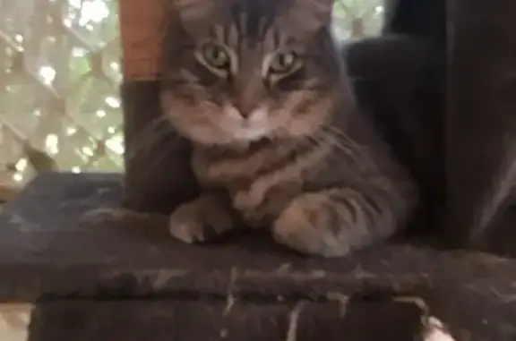 Lost Cat: Mofflin St, Calingir...