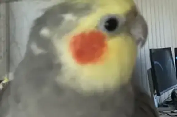 Lost Grey Cockatiel: Friendly & Reward Offered