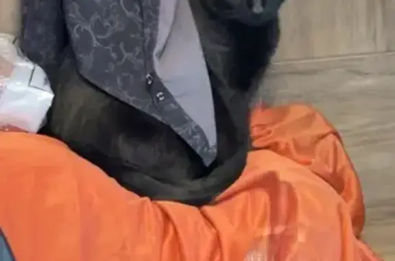 Lost: Big Black Cat 'Juno' in Louisville