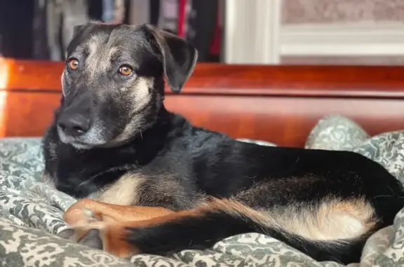 Lost Tan & Black Dog: Atwater, CA