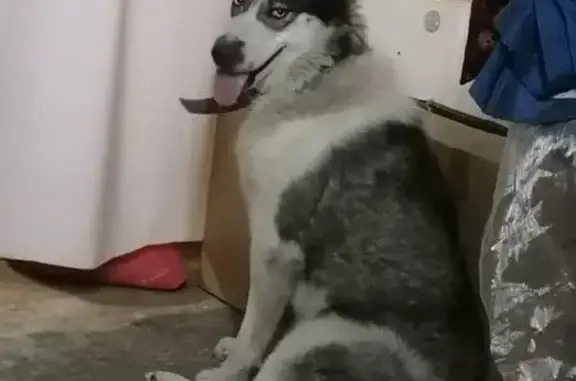 Husky con Collar Rosa sin Plac...
