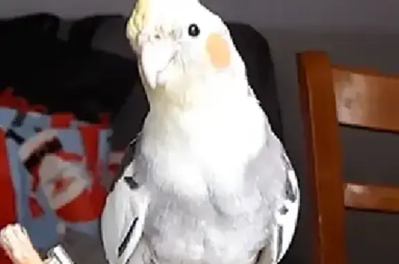 Lost Bitey Cockatiel on Harwell Road