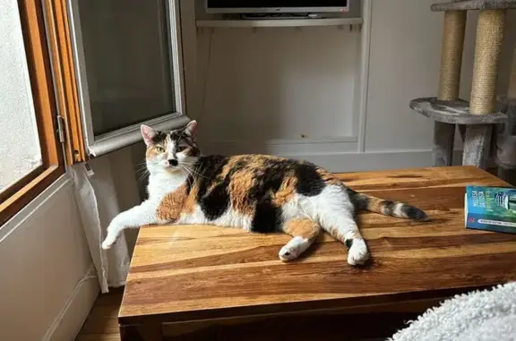 Animaux perdus , photo: Chat perdue Ola, Rue Musset, Trélou