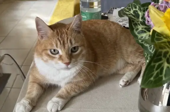 Animaux perdus Auxerre, photo: Chat roux perdu, Rue Haute Moquette, Auxerre