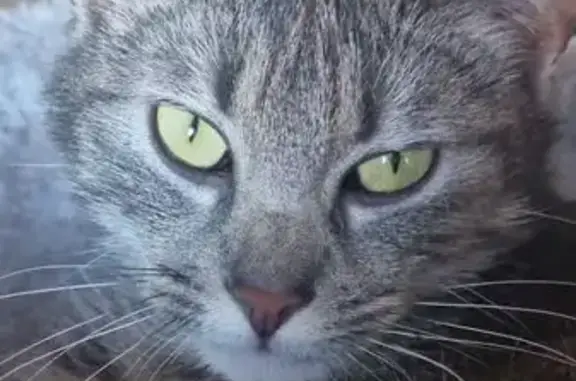 Chatte perdue Kaya, jeune et craintive - photo