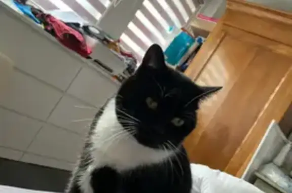 Chatte noire perdue à La Roche-sur-Yon - photo