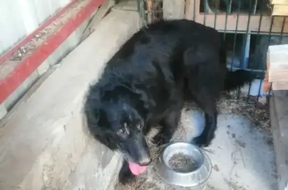 Chien trouvé , photo: Chien noir trouvé Chemin du Poanin, 26