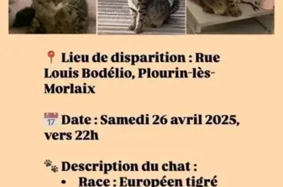 Animaux perdus Plourin-lès-Morlaix, photo: Chat perdu à Plourin-lès-Morlaix