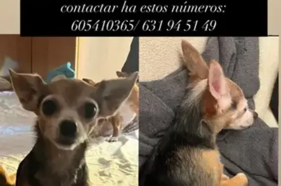 Perro Perdido: Chihuahua Negra en Reus