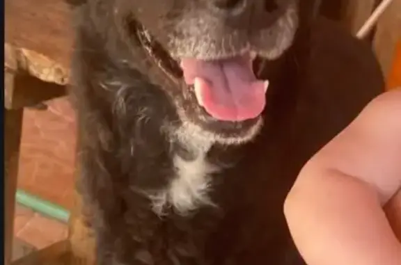Perro perdido: Pastor Belga negro en Campos del Río