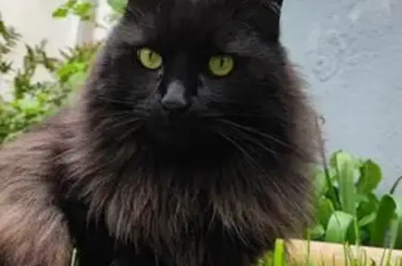 Animaux perdus Schiltigheim, photo: Chat noir perdu à Schiltigheim