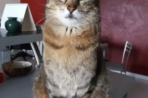 Animaux perdus Saint-Sébastien-sur-Loire, photo: Chat tigré Bambi perdu à Saint-Sébastien