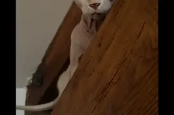 Chatte sphynx blanche perdue à Neuville - photo