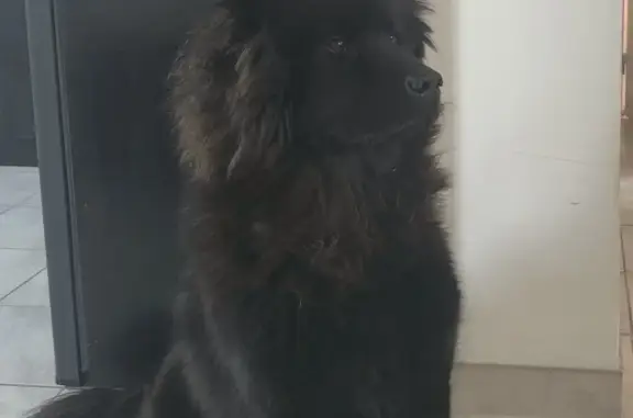 Chien perdu , photo : Chien perdue à Neuville, 2 ans, Mousseaux