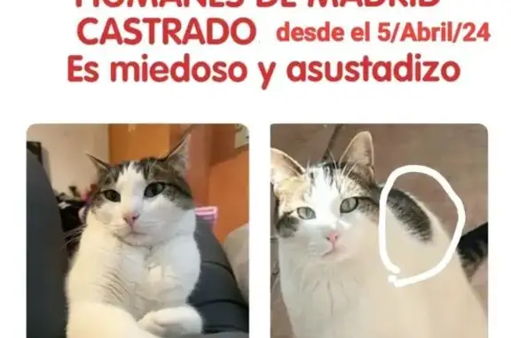 Se Busca: Gato Perdido en Humanes de Madrid