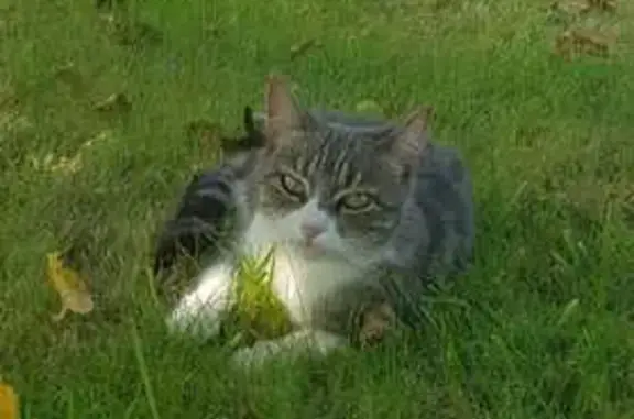 Chatte perdue, 3 ans, La Brousse, Le Mené - photo