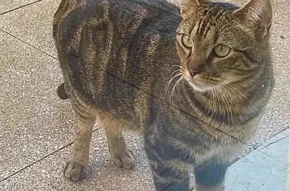 Animaux perdus Vigneux-sur-Seine, photo: Chat tigré perdu à Vigneux-sur-Seine