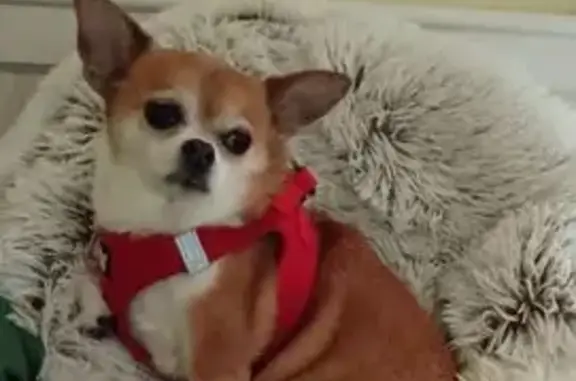 Chihuahua blanc/roux perdu, brassière rouge - photo