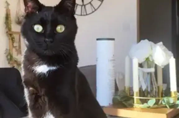Animaux perdus , photo: Chat noir tacheté perdu à Chenevrey