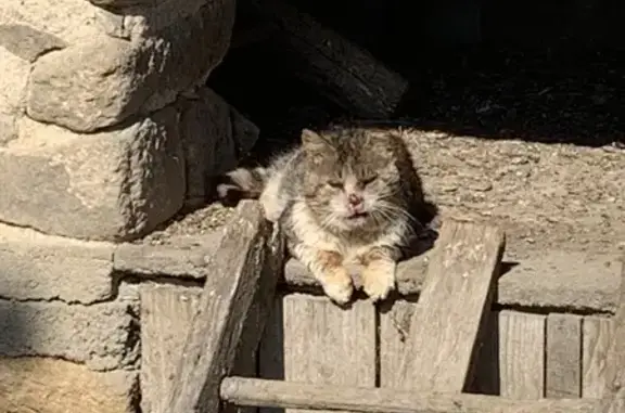 Animaux trouvés Châteauponsac, photo: Chat tricolore âgé en détresse à Lavalette