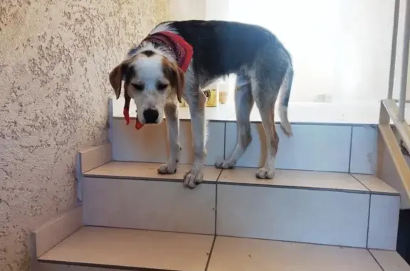 Animaux trouvés Furiani, photo: Chien tricolore blessé trouvé à Furiani