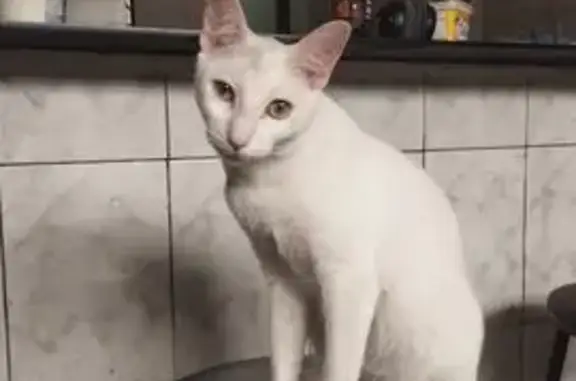 gato desaparecida