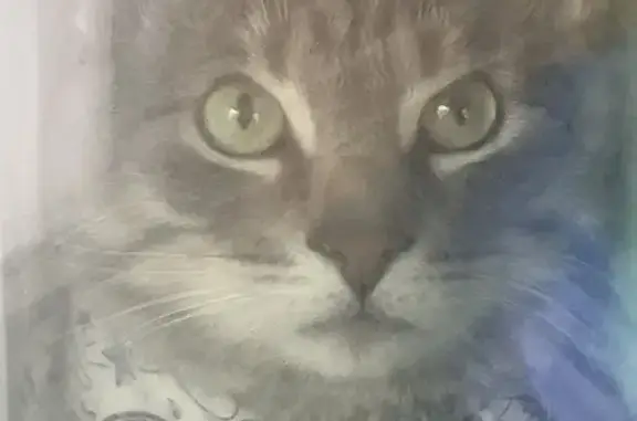 Lost: Sweet Grey Tabby in Ottawa