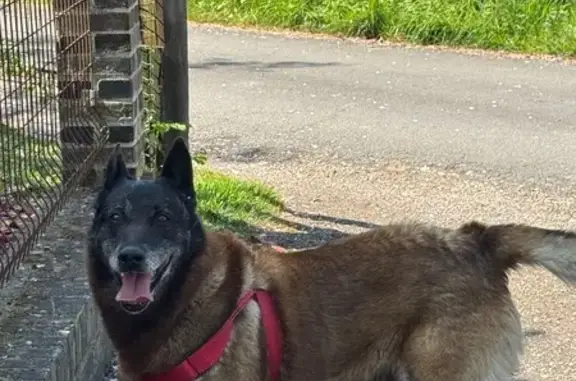 Animaux trouvés , photo: Malinois âgé trouvé avec harnais rouge