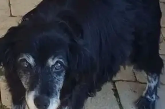 Chienne Dolly perdue, croisée épagneul âgée - photo