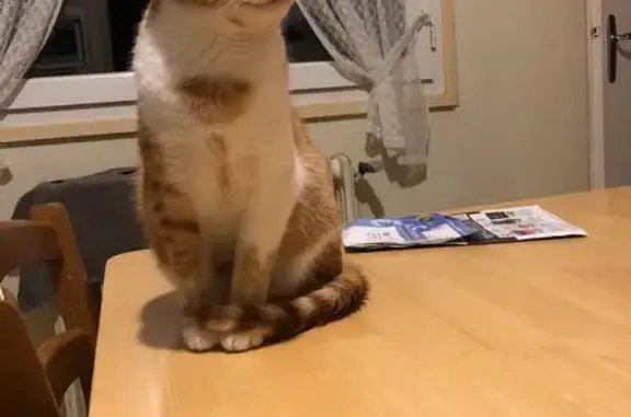 Chat roux et blanc perdu à Montourtier - photo