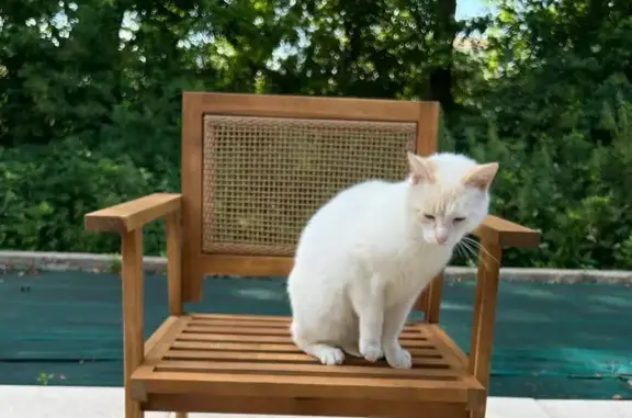 Chat perdu, La Roche-sur-Yon, photo: Chat perdu à La Roche-sur-Yon