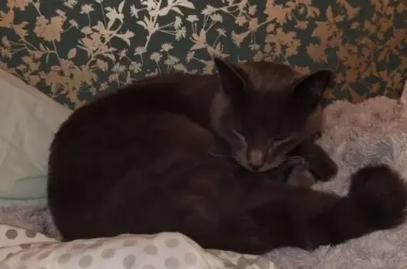 Animaux perdus Auxerre, photo: Chat perdu à Auxerre : Berlioz, chartreux gris