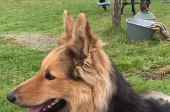Chien perdu noir et feu, timide et gentil - photo