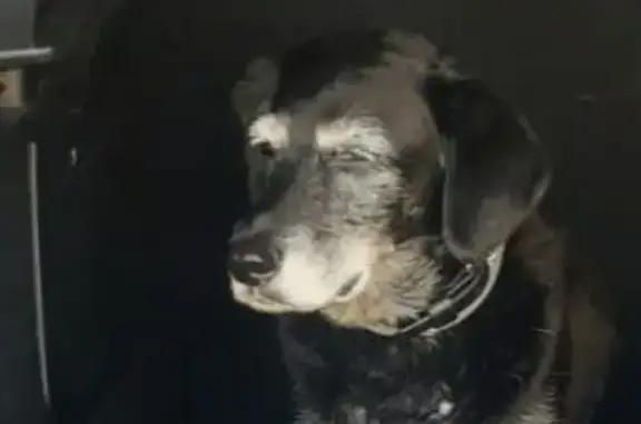 Chienne noire 16 ans perdue à Aixe-sur-Vienne - photo
