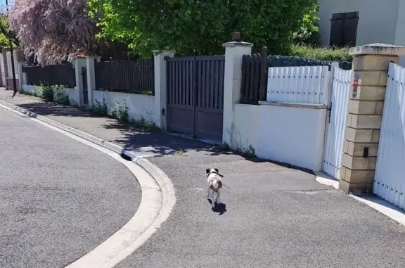 Petit chien perdu à Saint-André-les-Vergers - photo