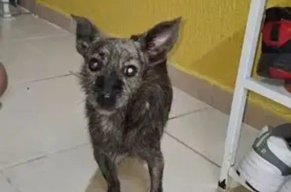 cachorro encontrada