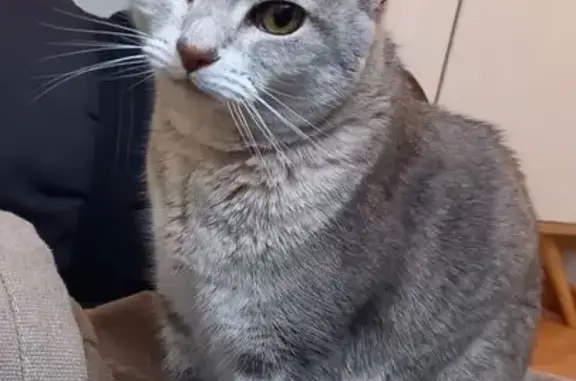 Animaux perdus Verneuil-sur-Seine, photo: Chatte perdue, grise/beige, Verneuil-sur-Seine